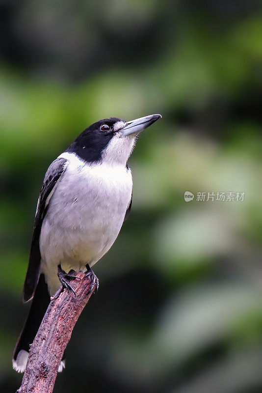 灰伯劳鸟(Cracticus torquatus)